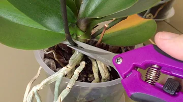 Wie pflege ich eine Orchidee im Topf?