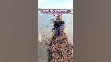 Paddy Perfection: The Art of Weed Management in Rice Fields