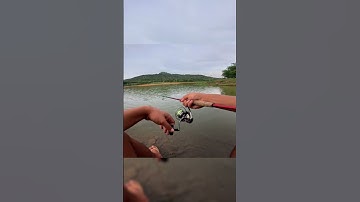 Cá sắt bướm LK #lkhoa #fishing #docauca #cancauca #cancaumay #shorts