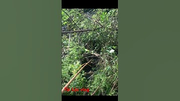 Tiếp tục đụng độ Hugo  800gr  #shorts#chi tiết tại: https://youtu.be/Iml3nJ-vI1I?si=Zezca5hzSDgicGw-