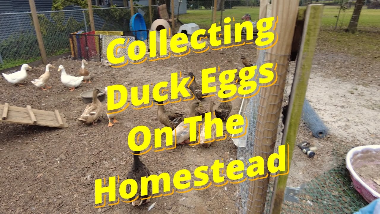 Collecting Duck Eggs Daily 🥚 | Homestead Life with Amanda & Shepherd