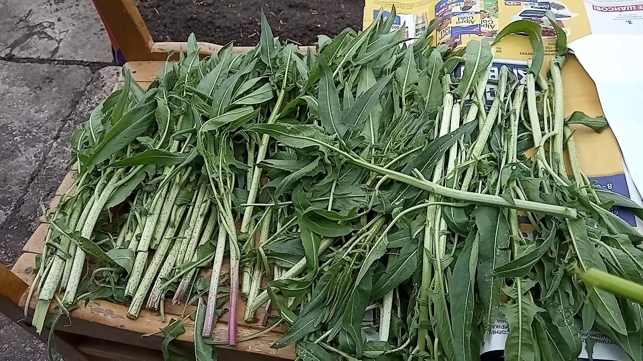 горькая редька. мелкие корнеплоды редьки. свербига и сергибус. горькая редька трава. горькая редька.