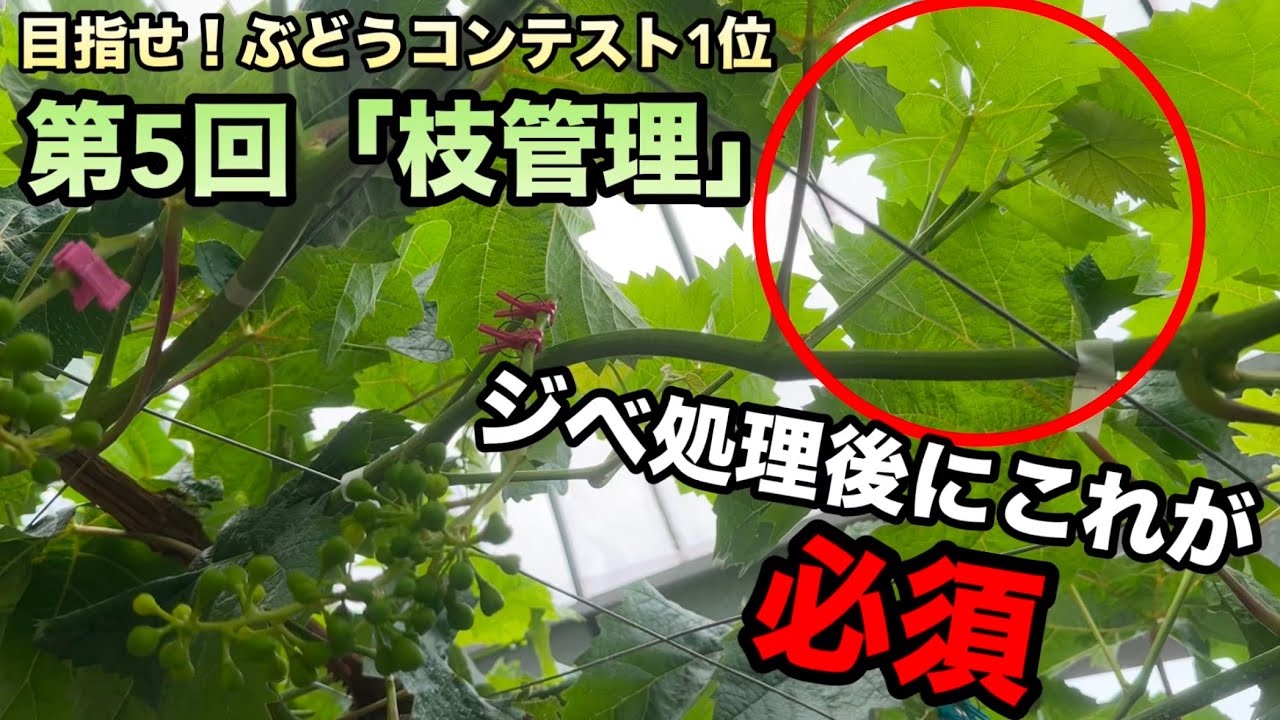 ジベレリン処理の後は必ず新梢副梢の管理を〜目指せ！ぶどうコンテスト1位「第5回枝管理」2025-06-07