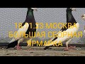 18.11.23 БОЛЬШАЯ СБОРНАЯ ЯРМАРКА ГОЛУБЕЙ. ЧАСТЬ 1