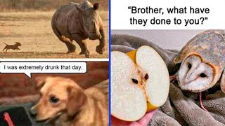 Instances Where Animals Became Ideal Meme Templates, As Featured on This Instagram Account
