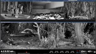 Texas Wildlife in an Austin Backyard