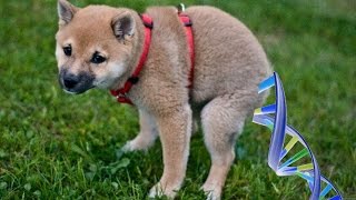 Crazy Way Community Is Going To Track Dog Poop Offenders