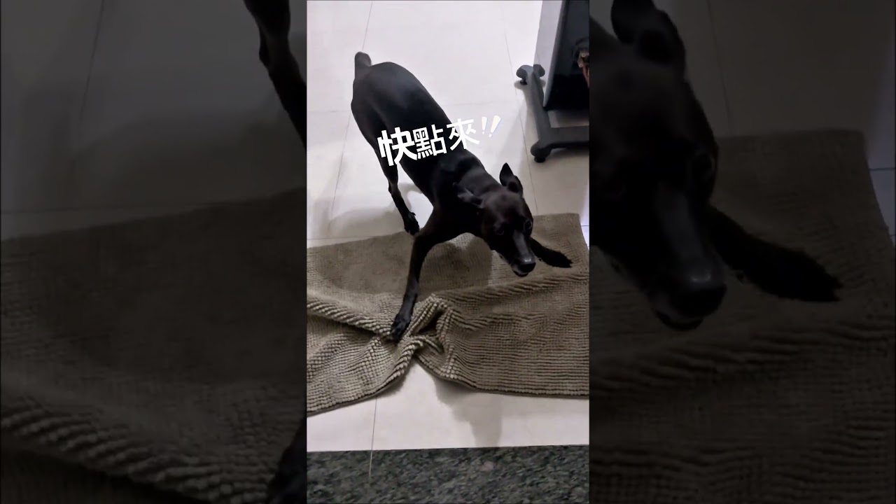 失控迎賓犬之菇菇又來做客🥳Crazy-friendly greeting dog 縮圖