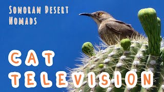 Cat Television - Sonoran Desert - 60 fps 5-28-2024