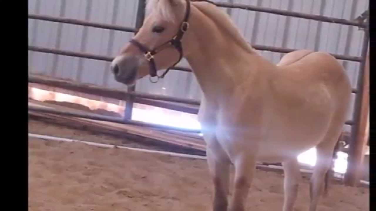 Norwegian Fjord Willows Solvar FOR SALE