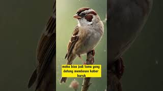 Burung Pipit Berkicau: Ternyata Ini Pertanda Kabar Baik atau Buruk!