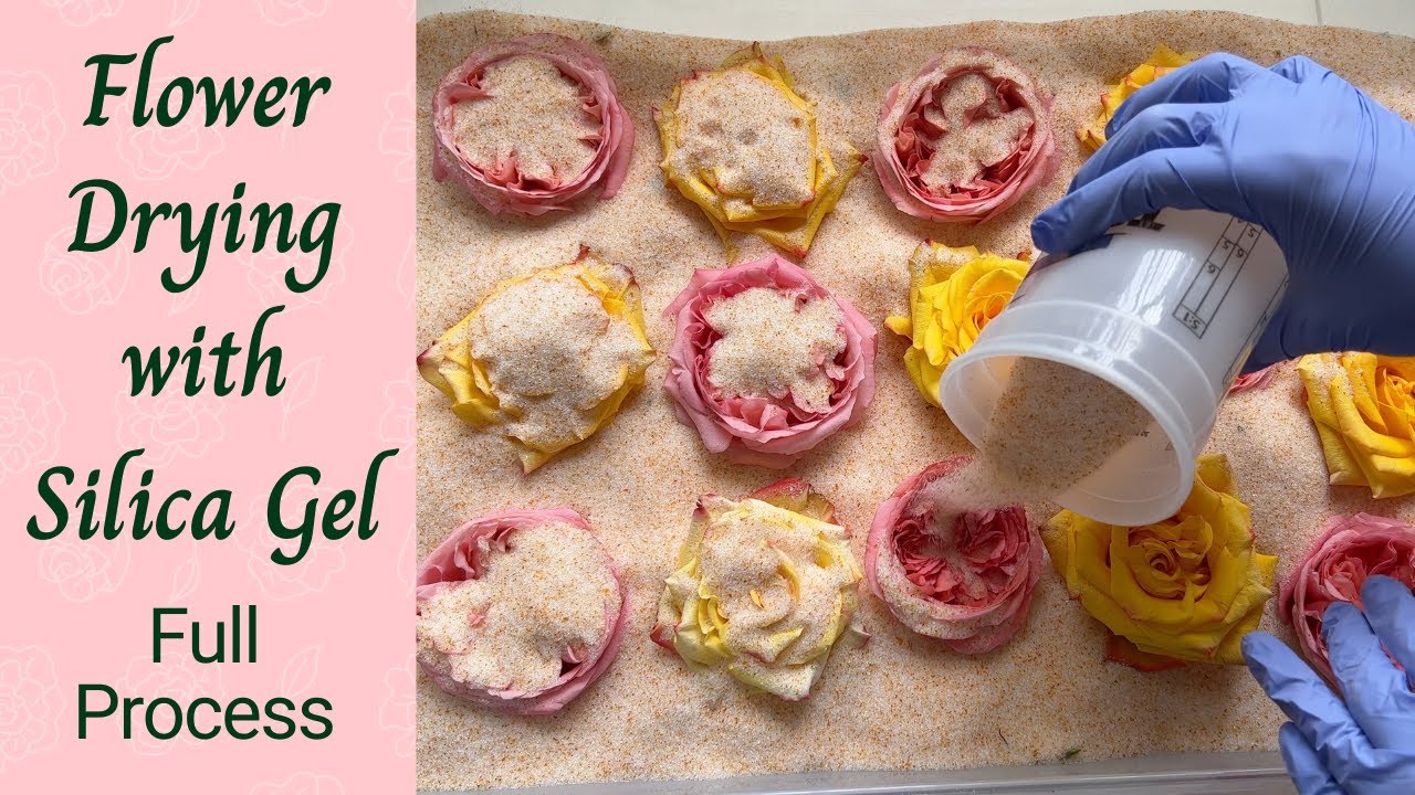 Flower Drying with Silica Gel - Drying Roses for Epoxy Resin