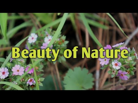 Natural flowers