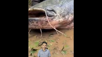 Câu cá khổng lồ thủy quái #cacconvat #docla #fishing