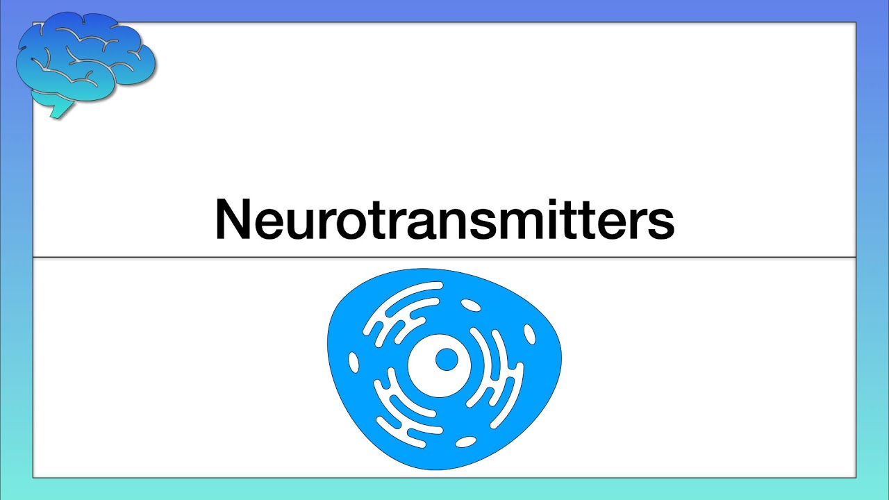 How do Neurotransmitters Work? Chemical Activity in the Brain