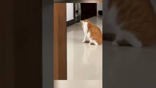 Silly Cat😂😂#Cat #Funnycats #Kitten #Sillycat #Silly #Funnyshorts #Shorts #Happy