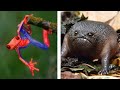 7 ESPECIES DE RANA MAS EXTRAÑAS QUE EXISTEN