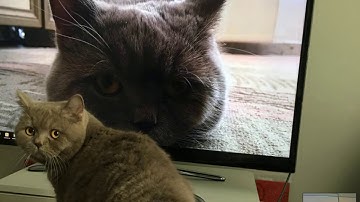 Codeigniter Eğitim Part 1 Otel Rezervasyon   Database Tasarımı