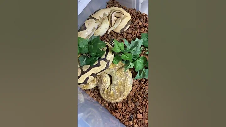 Ball Python pairing, the second successful lock for these two 🤞🐍 #shorts