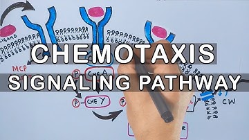 Chemotaxis | Signaling Pathway in Bacteria