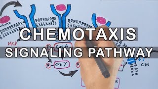 Chemotaxis | Signaling Pathway in Bacteria