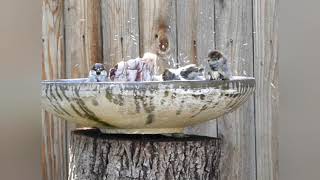 Bath Time Sparrows!