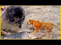 Top 10: Most DANGEROUS Land Animals in the World!!!