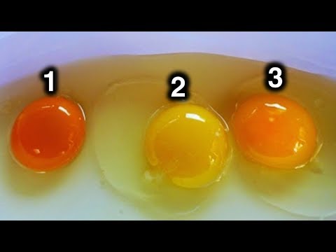 Which Egg Do You Think Came From Healthy Chicken?