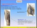 05-Skin &Fascia -Anatomy Intro Dr Ahmed Kamal شرح اناتومي للدكتور احمد كمال