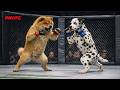 FULL FIGHT | Chow Chow vs Dalmatian | MMA Fight | PAWFC #MMA #FullFight #PAWFC