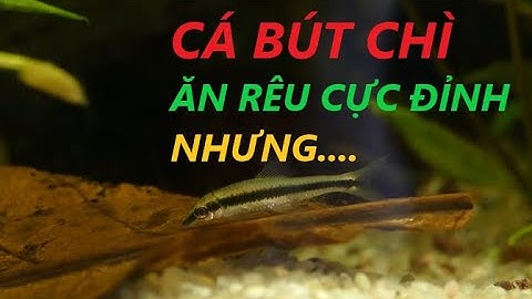 Cá BÚT CHÌ - Loài cá ăn rêu cực kỳ hiệu quả nhưng có một số tật xấu cần lưu ý