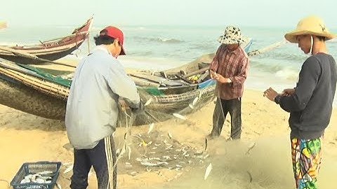 Ngư dân TT Huế trúng đậm cá trích những ngày mở biển