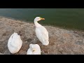 live ducks playing in water for kids