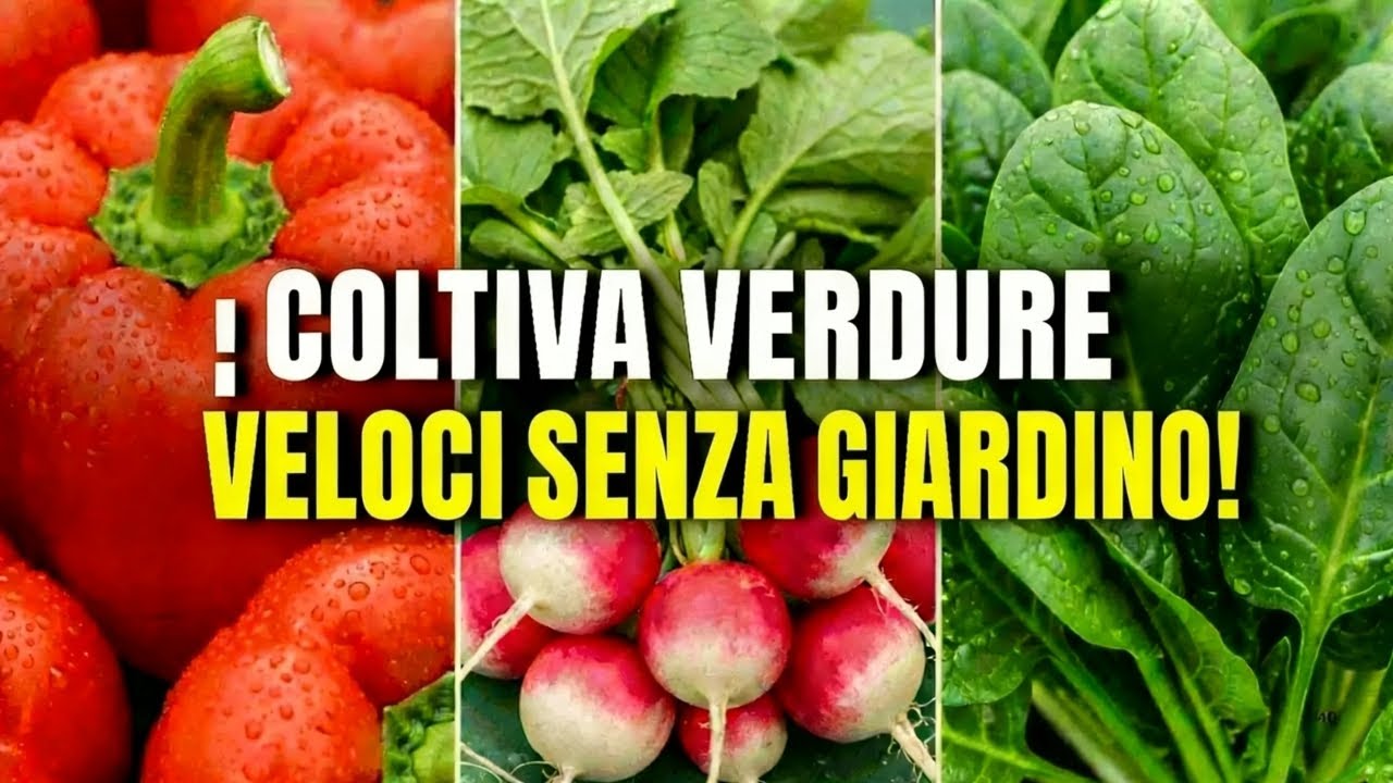 Le 7 verdure più facili da coltivare in vaso per principianti - YouTube