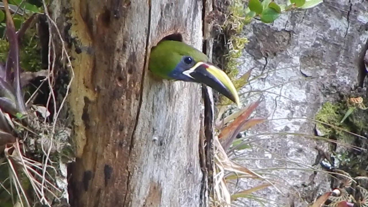 northern Emerald Toucanet in nest 10th of Febr. 2020 