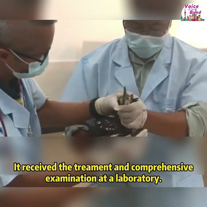 ‘Most mysterious bird’ back to the wild after treatment in Guangdong