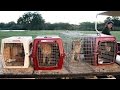 6 Exotic Cats Rescued!