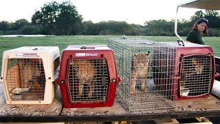6 Exotic Cats Rescued!