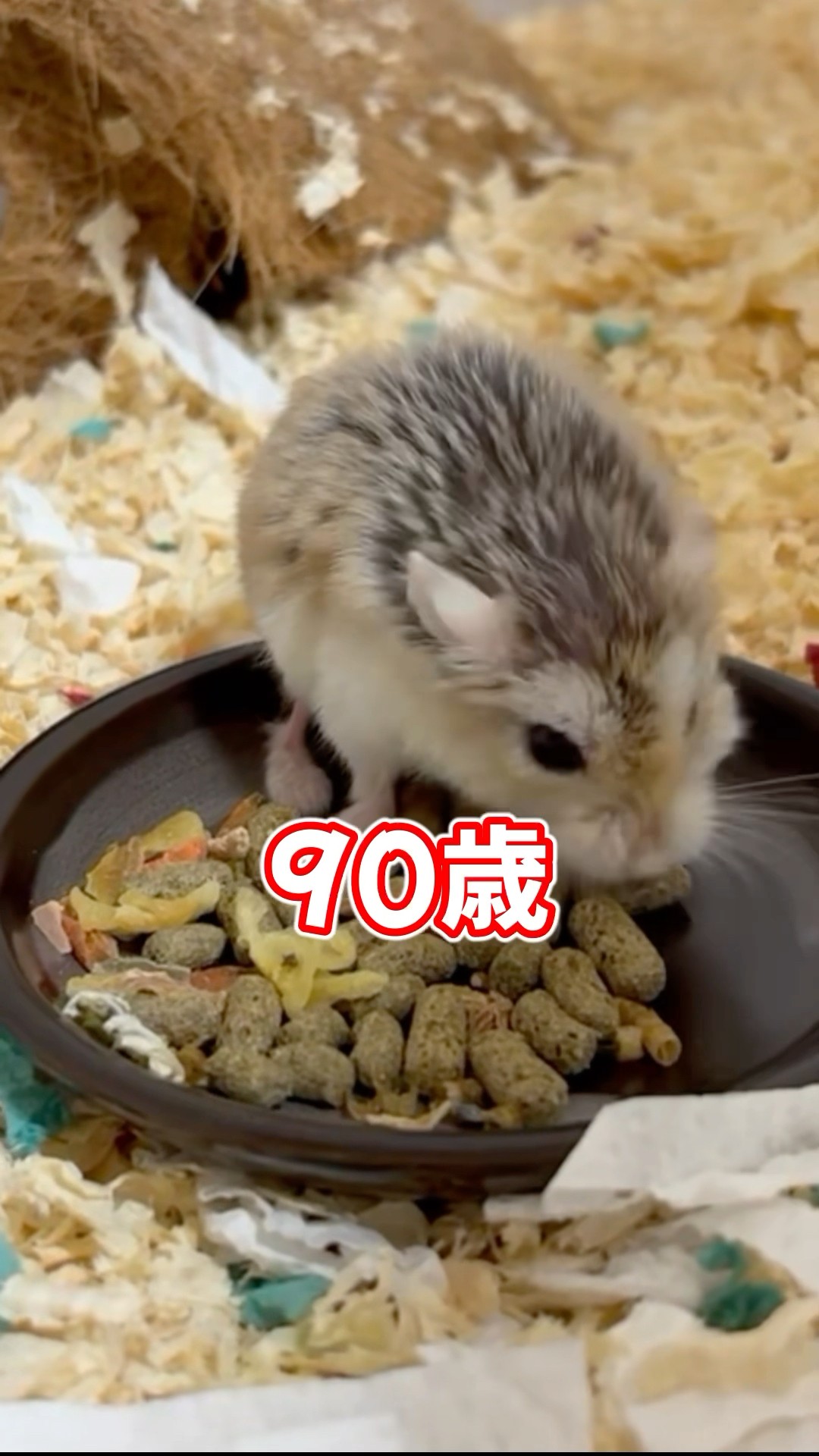 I made a feeding dish for my senior hamster, and here's what