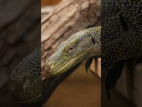 Reptile House Construction Update | Toledo Zoo