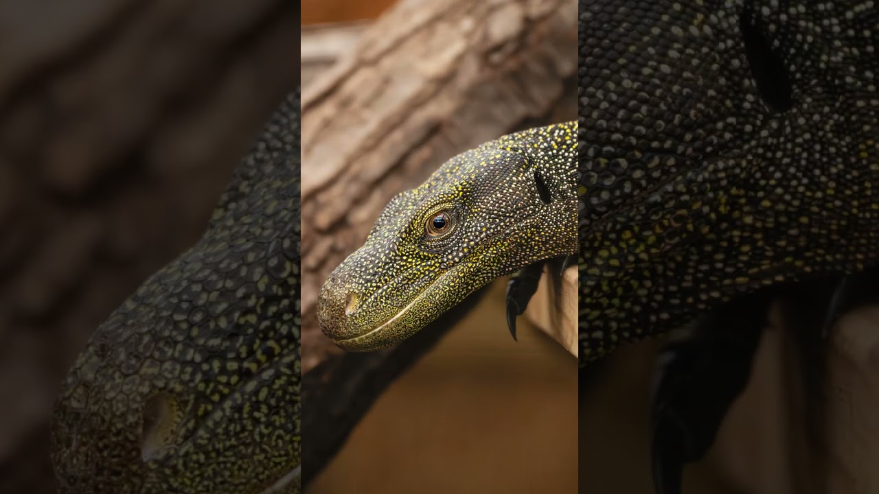 Обновление информации о строительстве террариума | Зоопарк Толедо