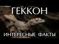 Геккон - интересные факты