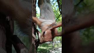 Белка опять грызёт кость / The squirrel is gnawing on the bone again #squirrel #animals