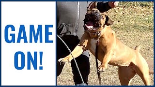 Recall with our Boerboels! by Large Dog Xperience 762 views 2 years ago 3 minutes, 28 seconds