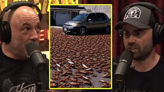 Mormon Cricket Infestations Are WILD | Joe Rogan & Remi Warren