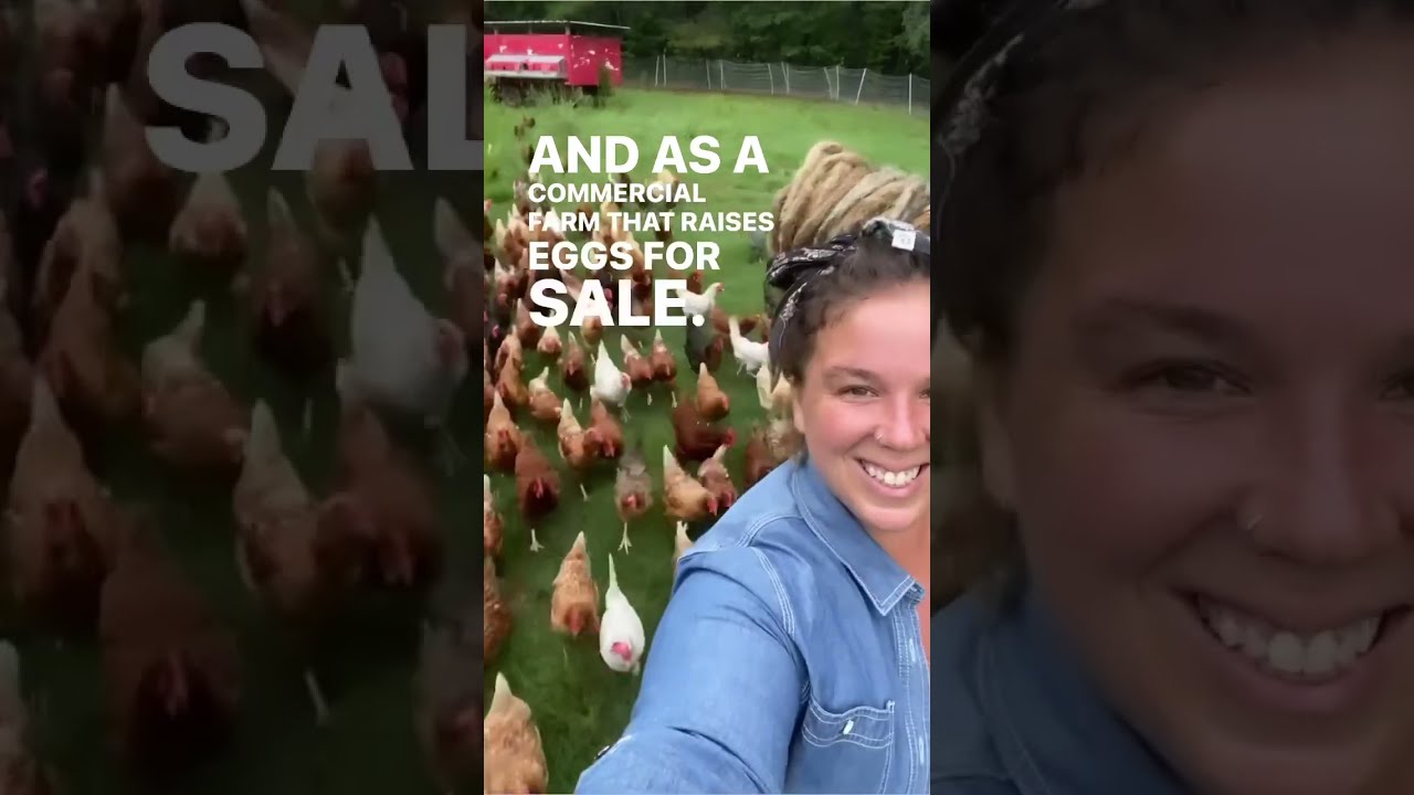 How Long Will Chickens Lay Eggs For Here S We Manage Hens Aging On Our Commercial Farm 