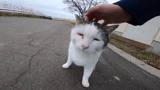 Lot Of Beautiful Cats On The Road Side Amazing Cats Road Side Cats Comrade by Cats Comrade 28 views 4 years ago 10 minutes, 36 seconds