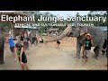 Phuket Elephant Jungle Sanctuary - Thailand