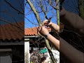 Así se poda correctamente un melocotonero 🍑