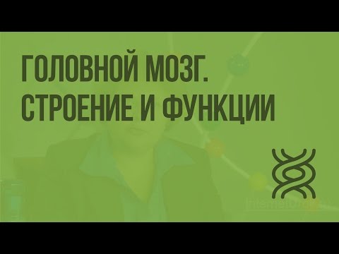 Головной мозг. Строение и функции. Видеоурок по биологии 8 класс